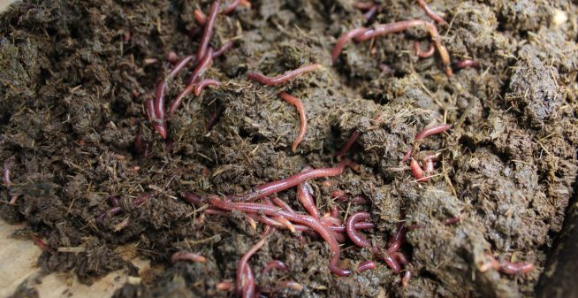 Vermicompost
