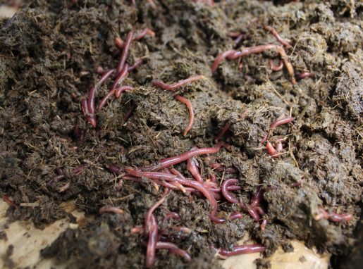 Vermicompost