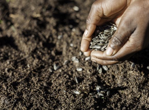 A pair of African hands planting seeds in the soil in order to have a sustainable future in Cape Town, Western Cape, South Africa.